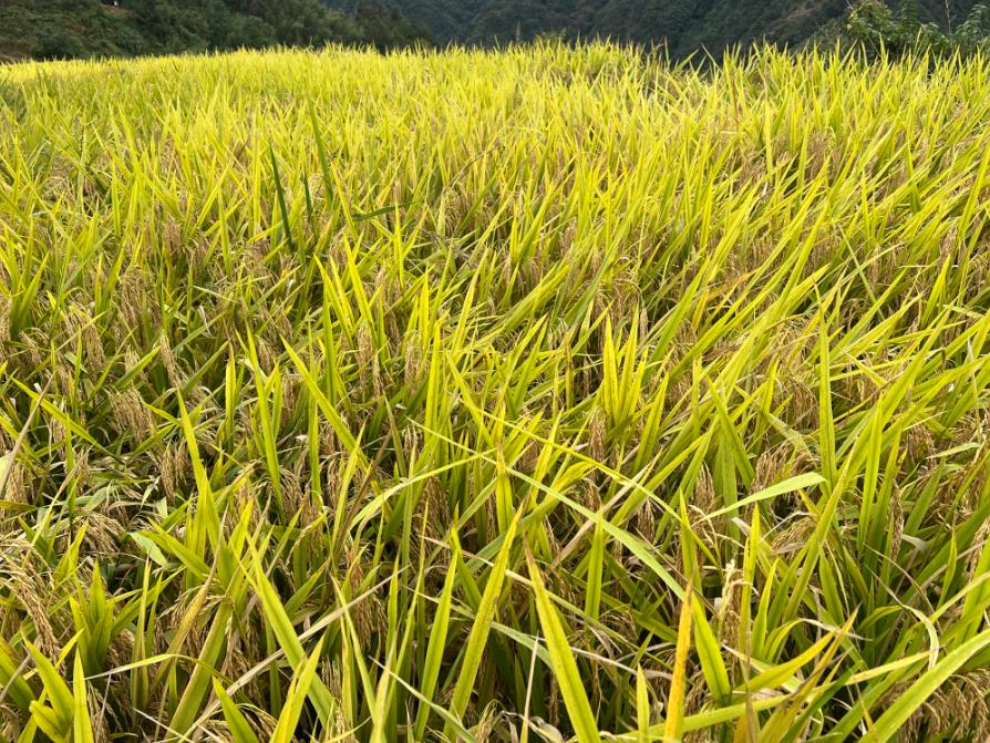 龍井市農(nóng)機總站開展水稻機收減損調(diào)查工作 科學(xué)評估機收損失情況