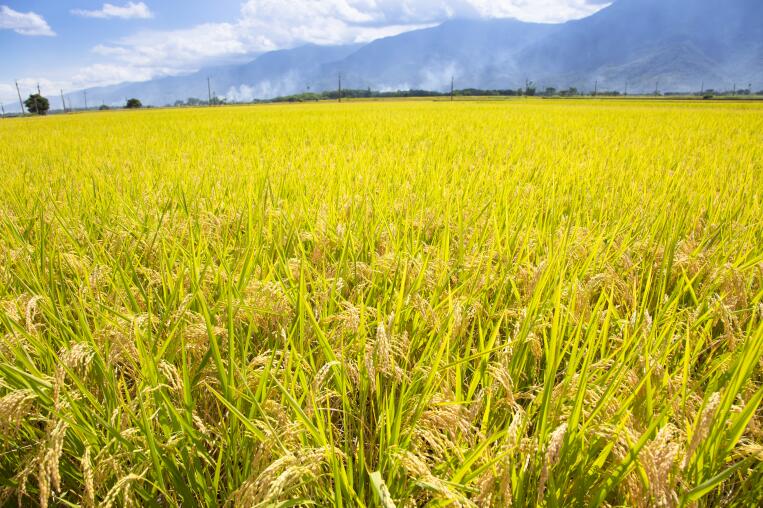 平陸縣成功舉辦玉米全程機械化新機具推廣演示會