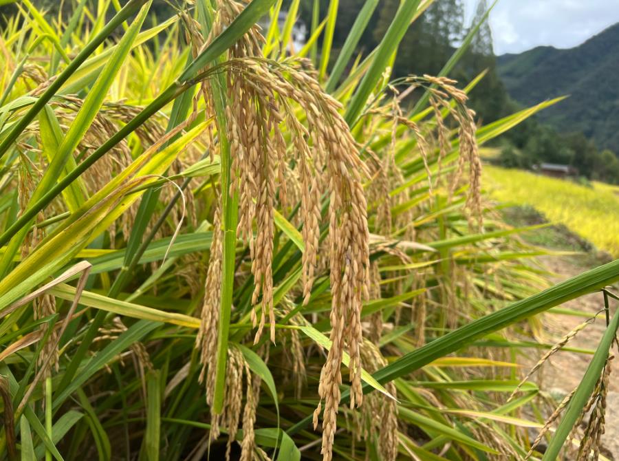 2024年全國農業及相關產業增加值占GDP比重為15.29%