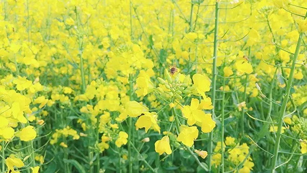 農業農村部部署冬油菜病蟲害防控及大面積單產提升工作