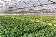 山西省农业机械发展中心调研新绛县设施农业新技术推广示范项目