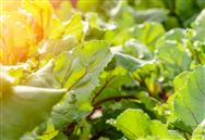 抓實(shí)“三秋”生產(chǎn) 守牢安全底線——閔行召開2025年“三秋”工作會(huì)議