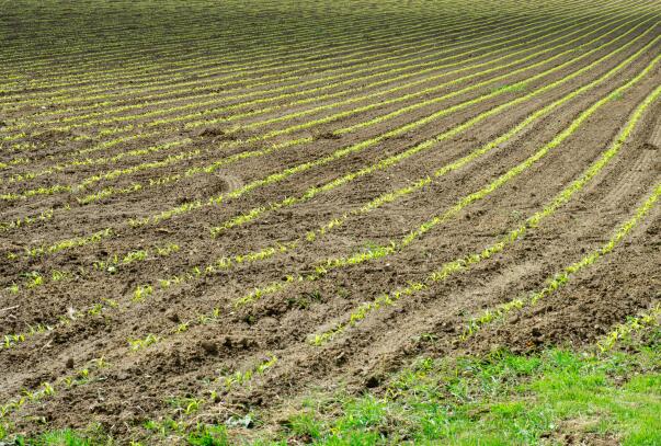 大发体育场印发山东省小麦冬春管理技术指导意见的通知
