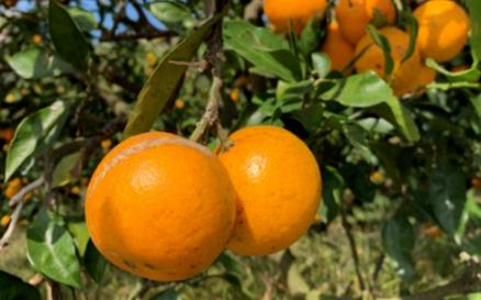 下调补贴额！湖北省2024-2026年农机购置与应用补贴机具补贴额一览表（2025年第二次调整）公示