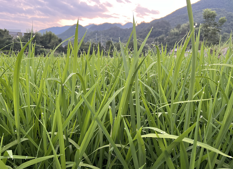 2026年早稻提單產科學施肥技術指導意見（長江中游雙季早稻）