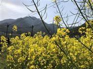 2026年冬油菜春季病蟲害防控技術(shù)方案