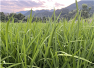 2026年水稻重大病蟲害防控技術方案