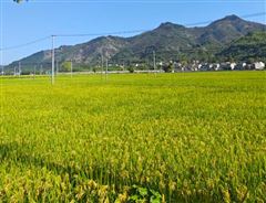 山东省粮食烘干中心成套设备最高补贴60万元！先到先得、不得重复享受补贴